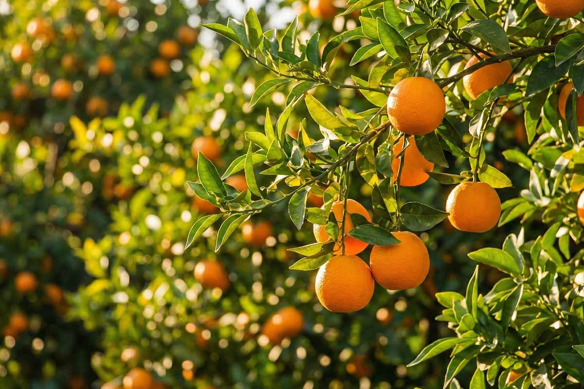 Rimbi Waterfalls & Orange Garden