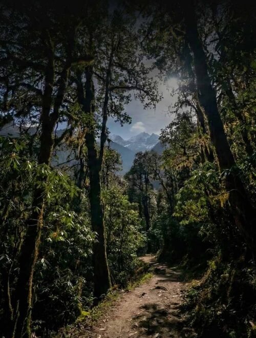Yambong Singalila Trek: The Hidden Himalayan Trail