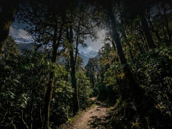 Yambong Singalila Trek: The Hidden Himalayan Trail